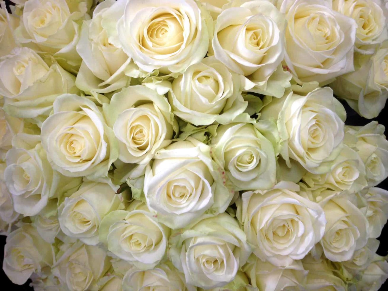 bouquet roses blanches