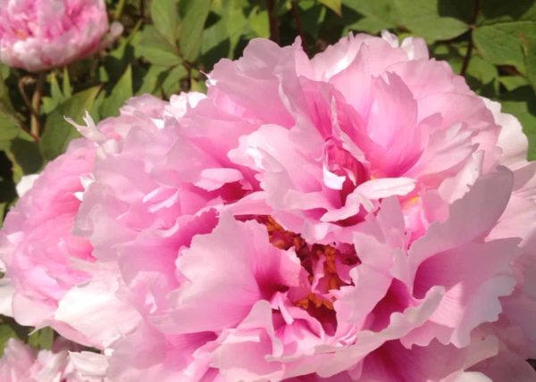 plante-saison-carre-roses-bordeaux