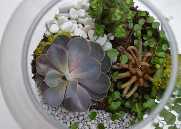 terrarium-carre-rose-bordeaux-vignette