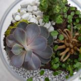 terrarium bordeaux plantes grasses cactus plantes vertes atelier fleuriste bordeaux begles floirac