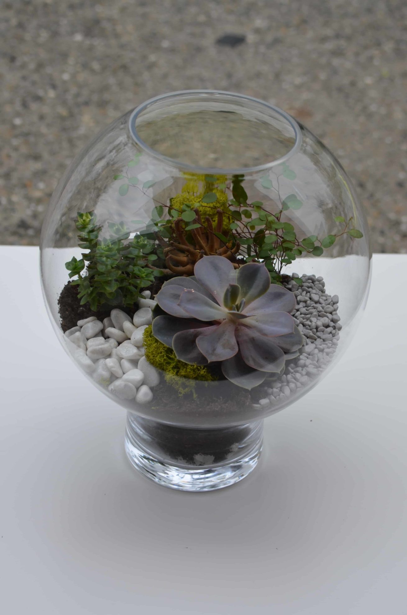 terrarium bordeaux plantes grasses cactus plantes vertes atelier fleuriste bordeaux begles floirac