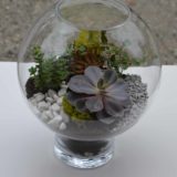 terrarium bordeaux plantes grasses cactus plantes vertes atelier fleuriste bordeaux begles floirac