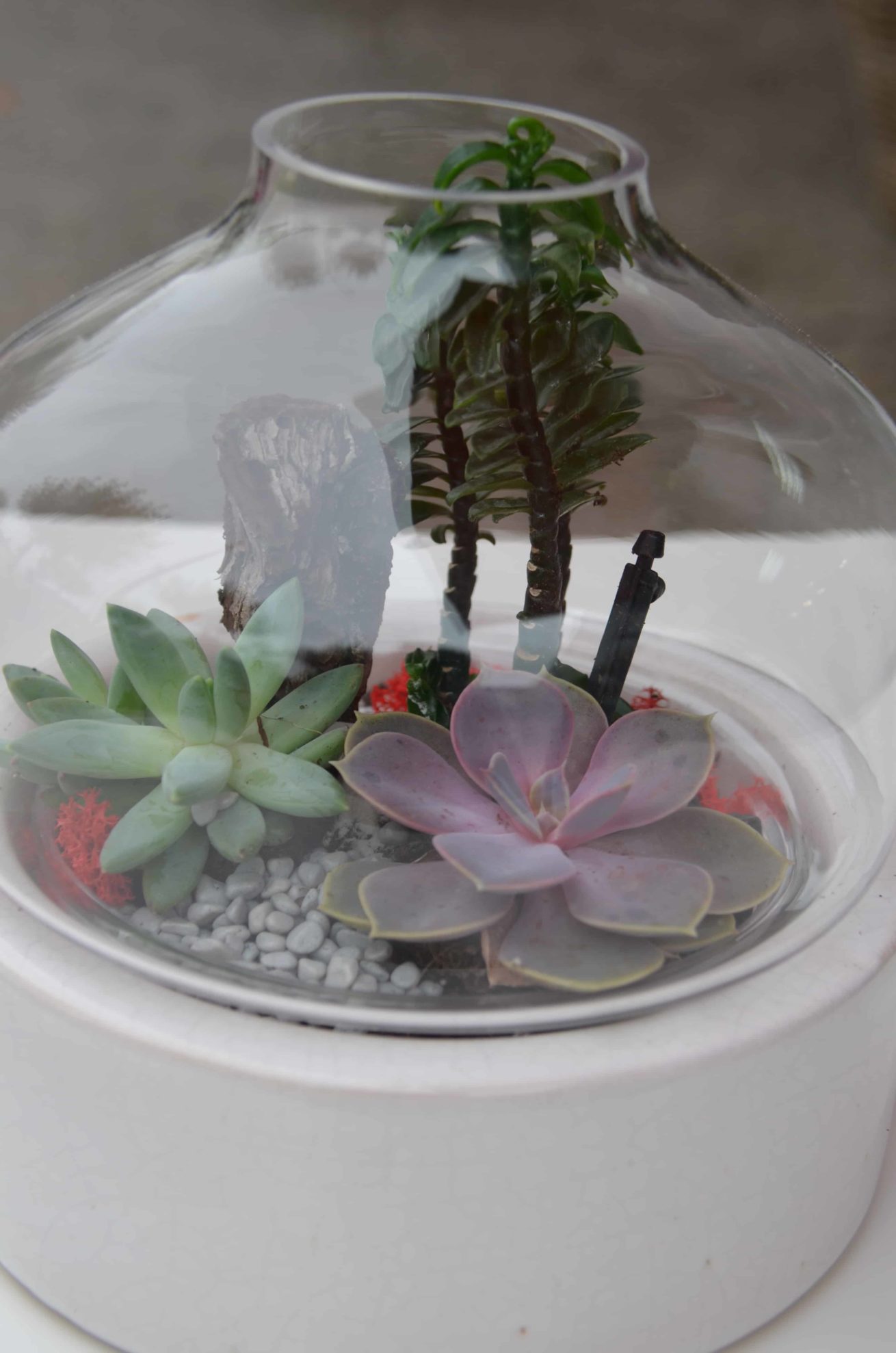 terrarium bordeaux plantes grasses cactus plantes vertes atelier fleuriste bordeaux begles floirac