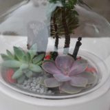 terrarium bordeaux plantes grasses cactus plantes vertes atelier fleuriste bordeaux begles floirac