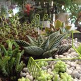 terrarium bordeaux plantes grasses cactus plantes vertes atelier fleuriste bordeaux begles floirac