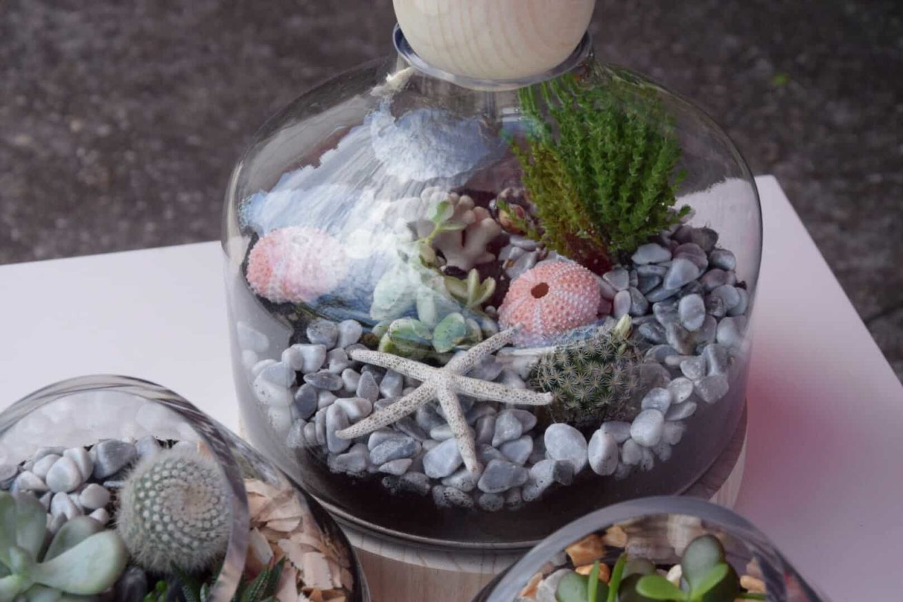 terrarium bordeaux plantes grasses cactus plantes vertes atelier fleuriste bordeaux begles floirac