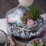 terrarium bordeaux plantes grasses cactus plantes vertes atelier fleuriste bordeaux begles floirac