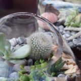 terrarium bordeaux plantes grasses cactus plantes vertes atelier fleuriste bordeaux begles floirac