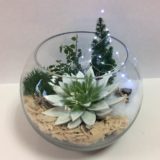 terrarium bordeaux plantes grasses cactus plantes vertes atelier fleuriste bordeaux begles floirac