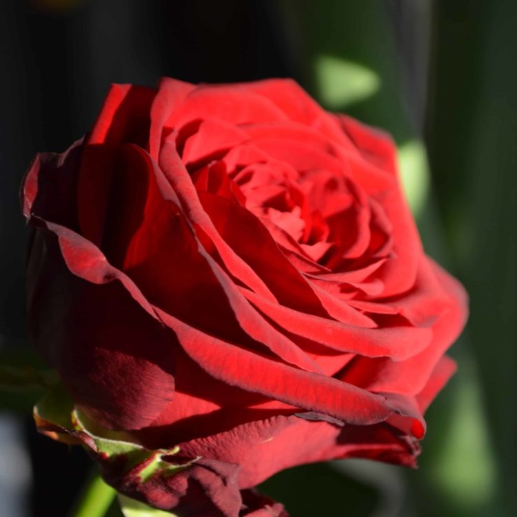 Fleurs Bordeaux boulevards - Carré Roses Artisan Fleuriste