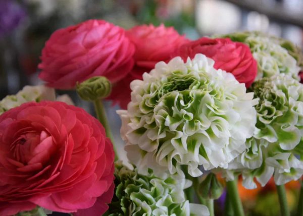 fleurs bordeaux begles floirac bouquet livraison