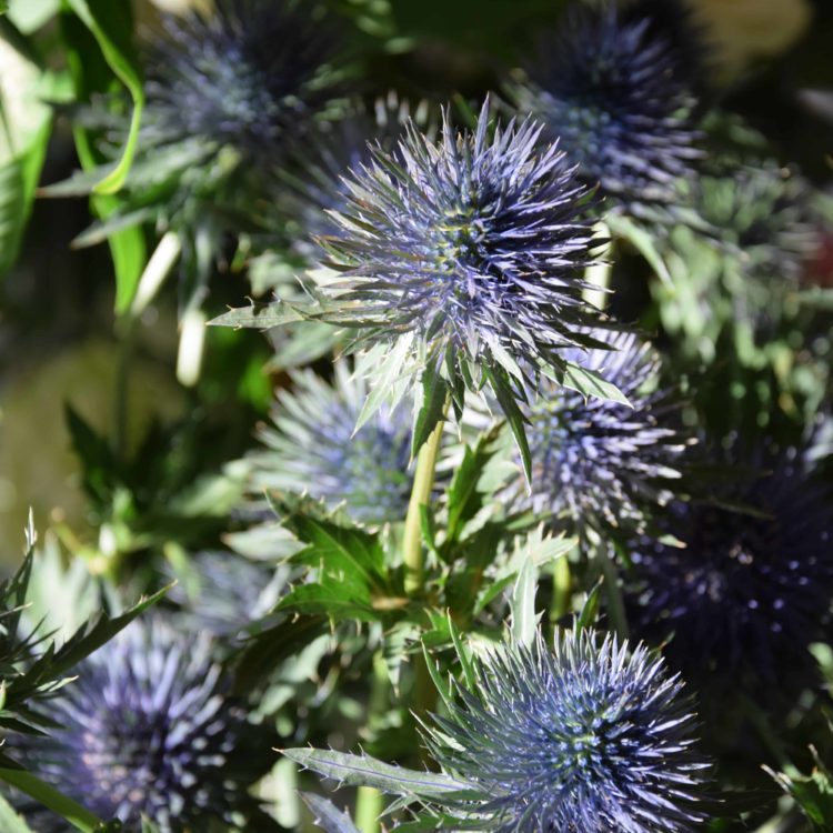 Fleurs Bordeaux boulevards - Carré Roses Artisan Fleuriste