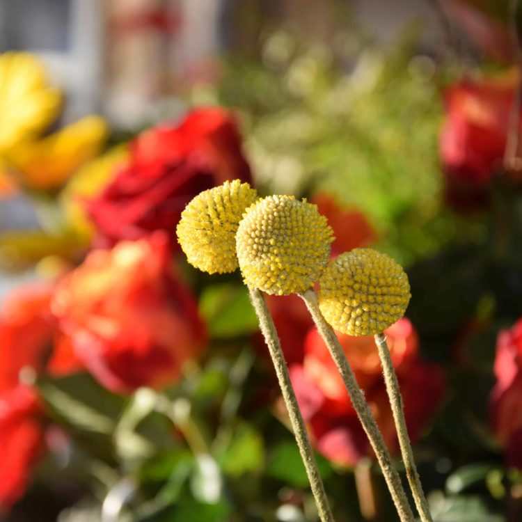 Fleurs Bordeaux boulevards - Carré Roses Artisan Fleuriste