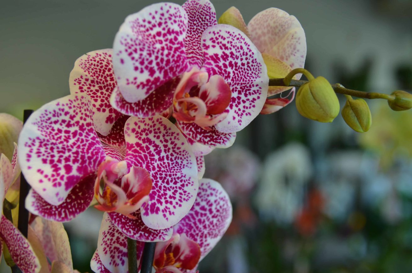 orchidée bordeaux Variété Phalaenopsis Fleuriste Bordeaux