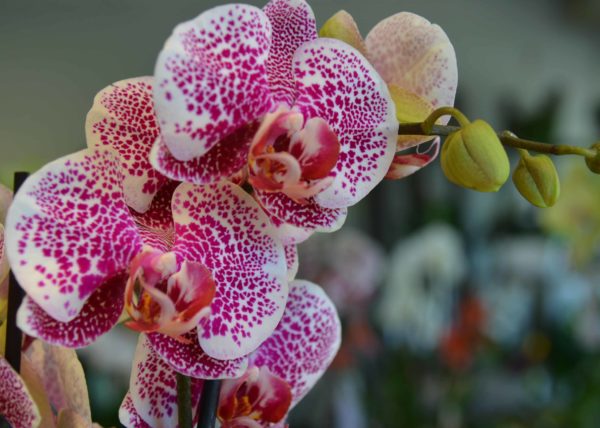orchidée bordeaux Variété Phalaenopsis Carré Roses Fleuriste Bordeaux