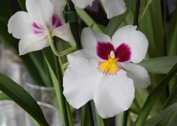 orchidée bordeaux Variété Miltonia Orchidée Pensee Carré Roses Fleuriste Bordeaux