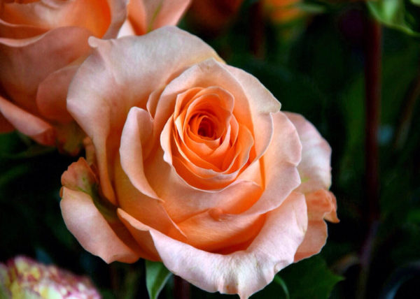 Roses-commerce-equitable-bordeaux
