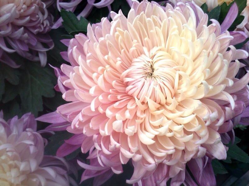 chrysanthème fleuriste bègles artisan