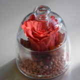 rose-eternelle-cloche-bordeaux
