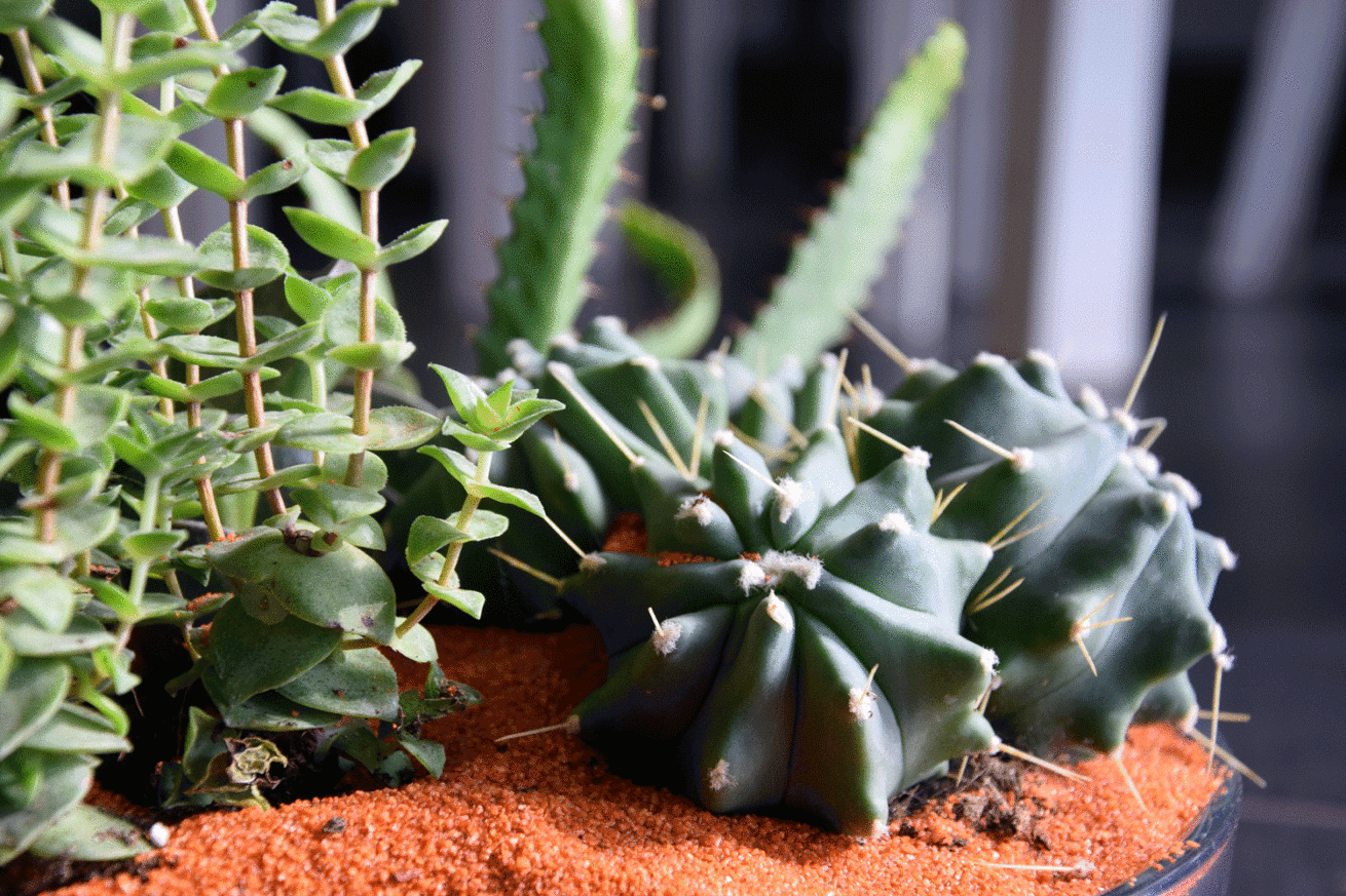 terrarium bordeaux plantes grasses cactus plantes vertes atelier fleuriste bordeaux begles floirac