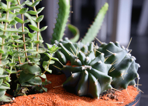 terrarium bordeaux plantes grasses cactus plantes vertes atelier fleuriste bordeaux begles floirac