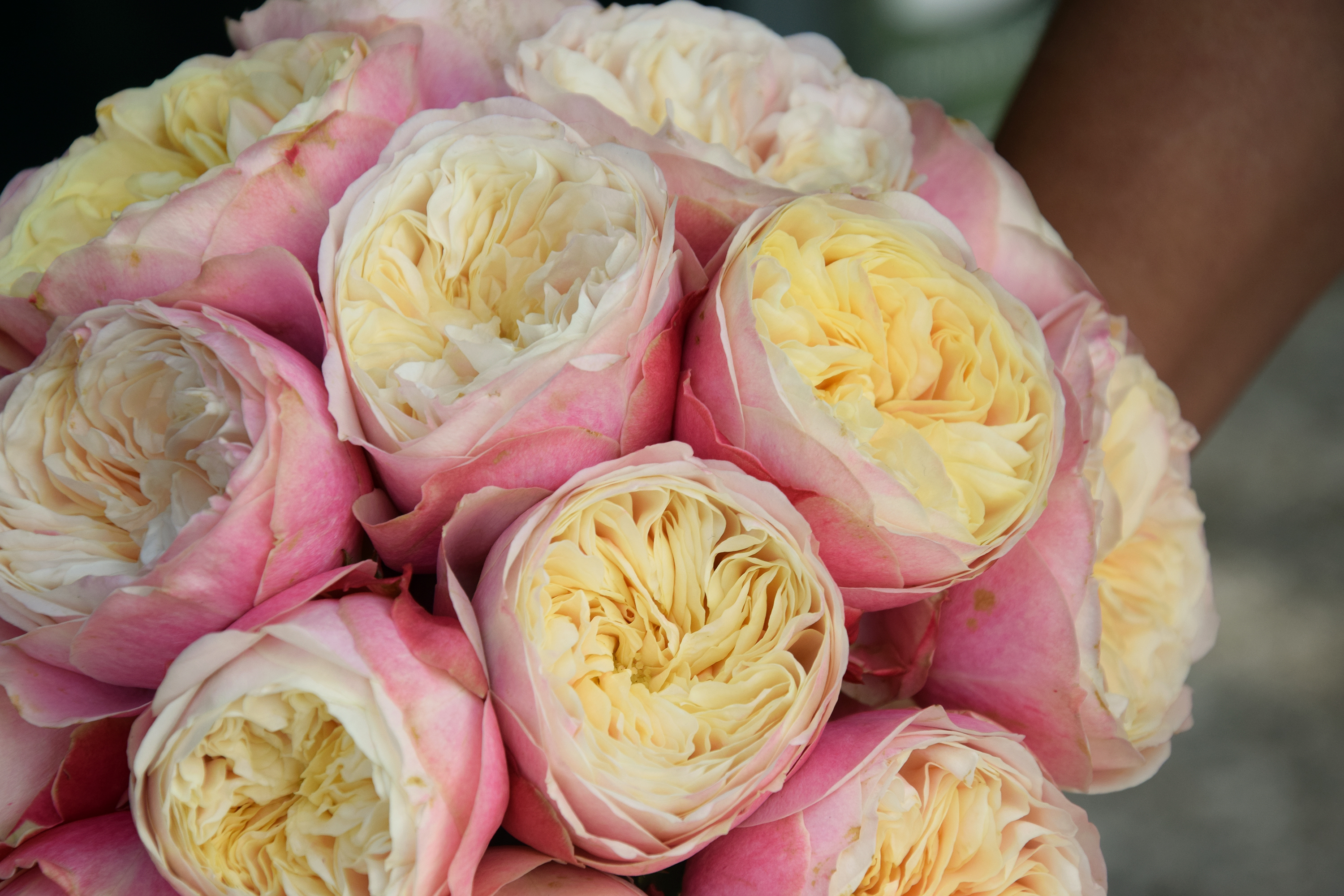 Carré Roses à Bordeaux Carré Roses fleuriste à Bordeaux