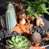 terrarium bordeaux plantes grasses cactus plantes vertes atelier fleuriste bordeaux begles floirac