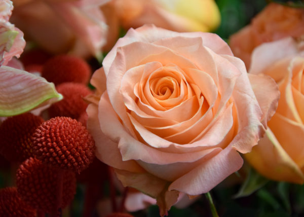 bouquet rose saumon