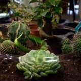 creation plantes terrarium bordeaux