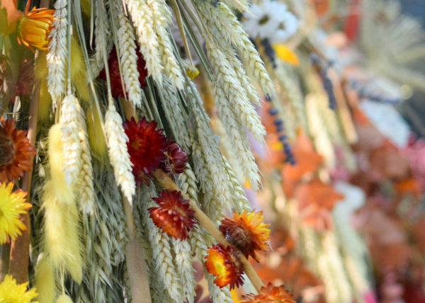 fleurs séchées bordeaux