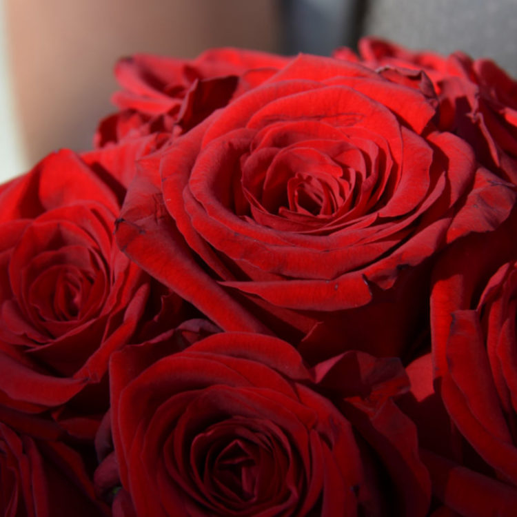 Bouquets de Roses - Carré Roses artisan fleuriste à Bordeaux-Bègles