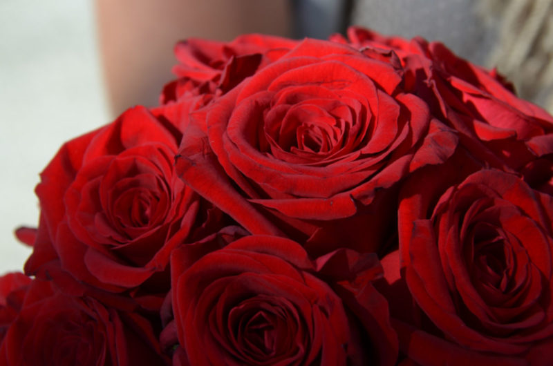 roses saint valentin