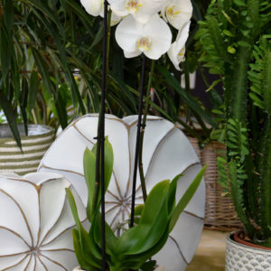orchidée artisan fleuriste